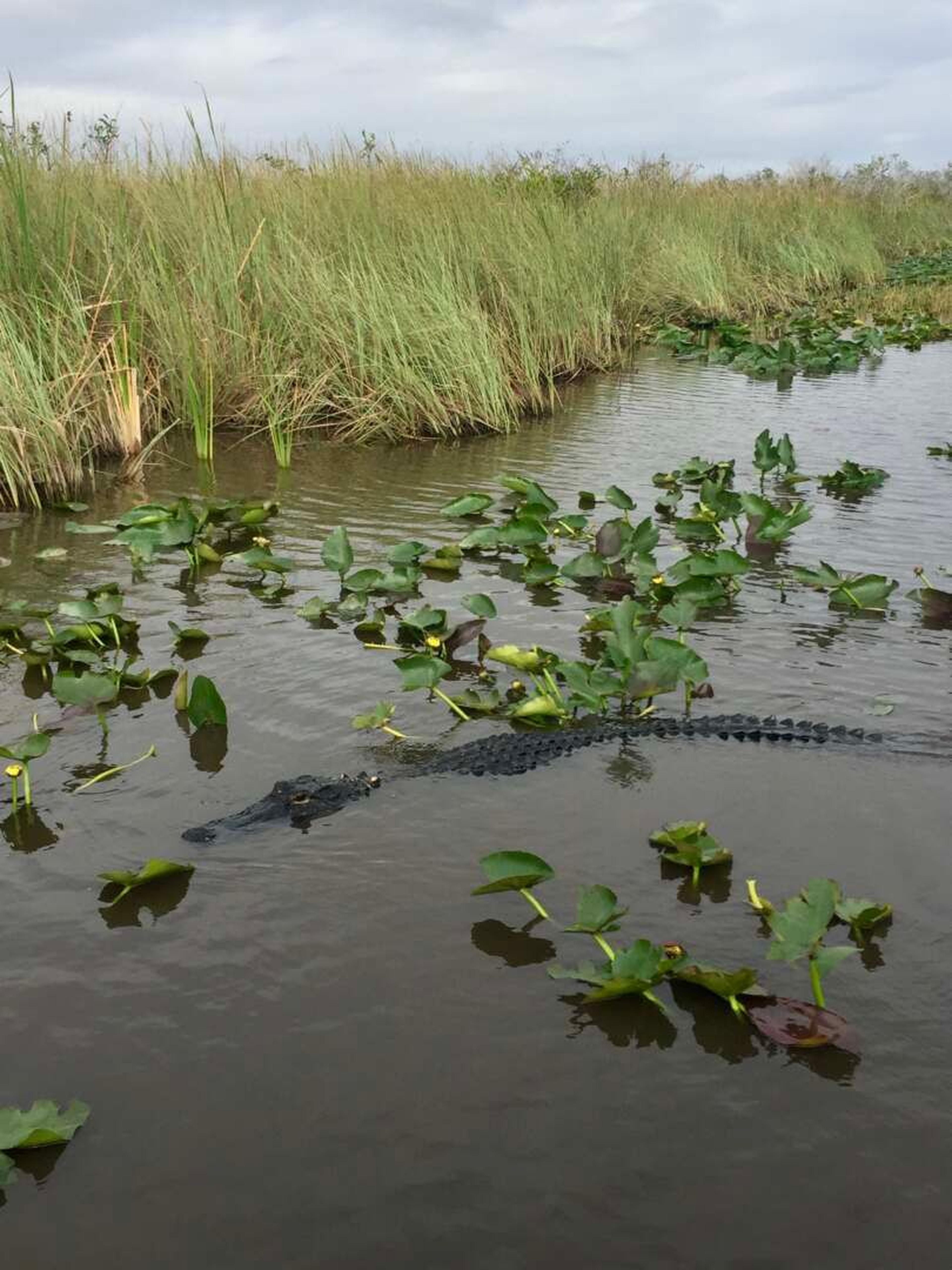 Florida Everglades alligatore