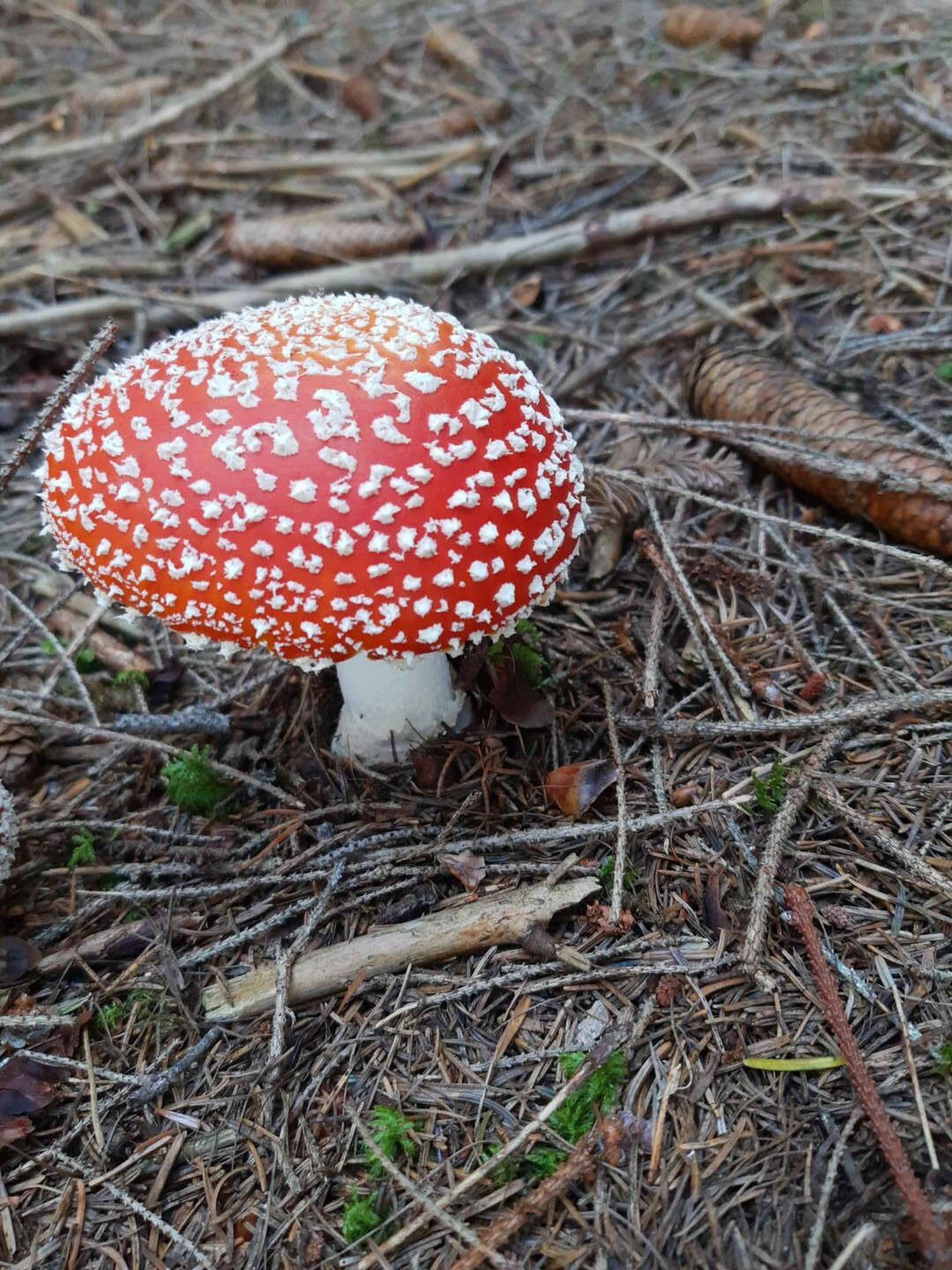 Fungo amanita muscaria