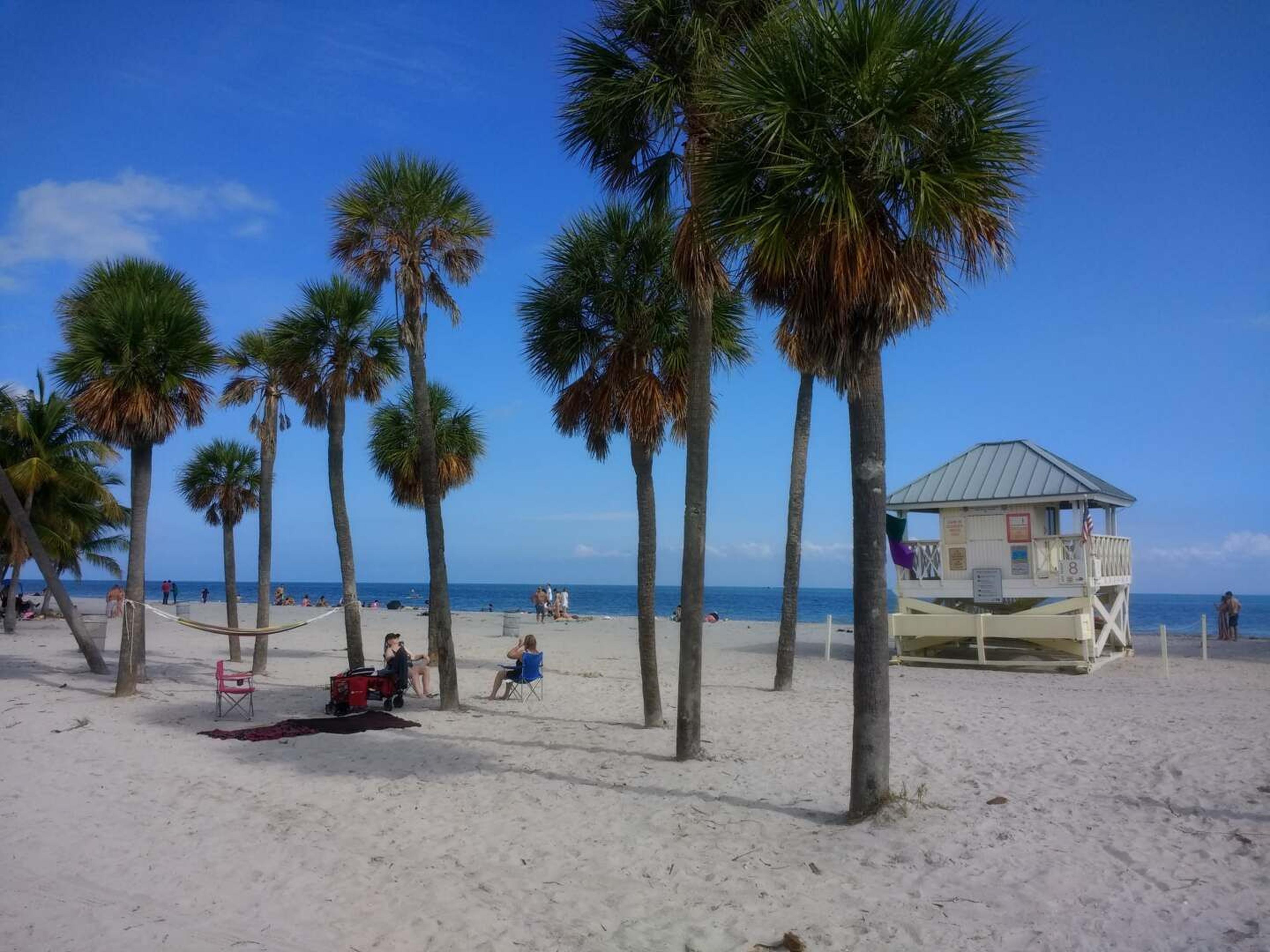 Key biscayne palme