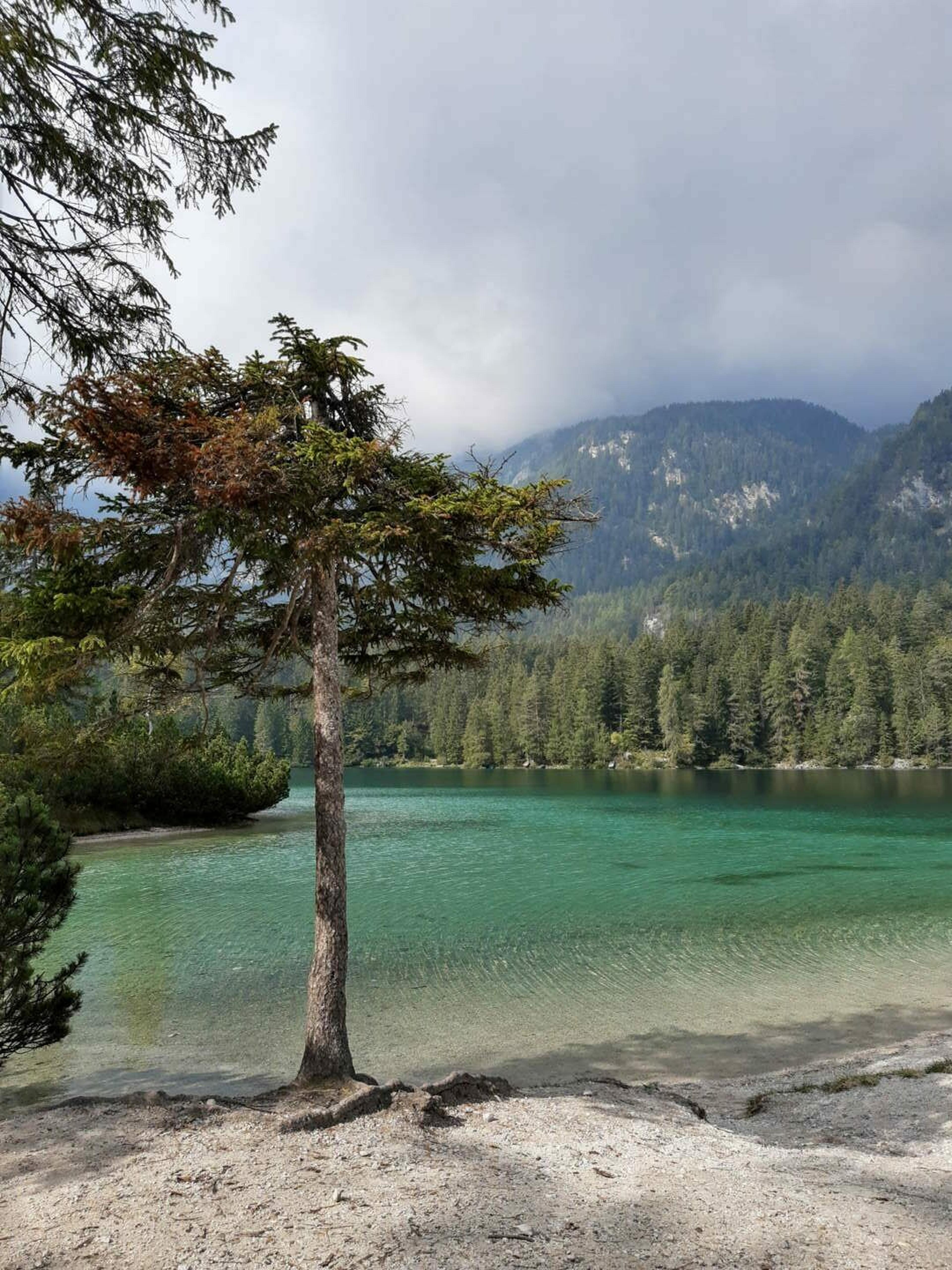 Lago di Tovel albero