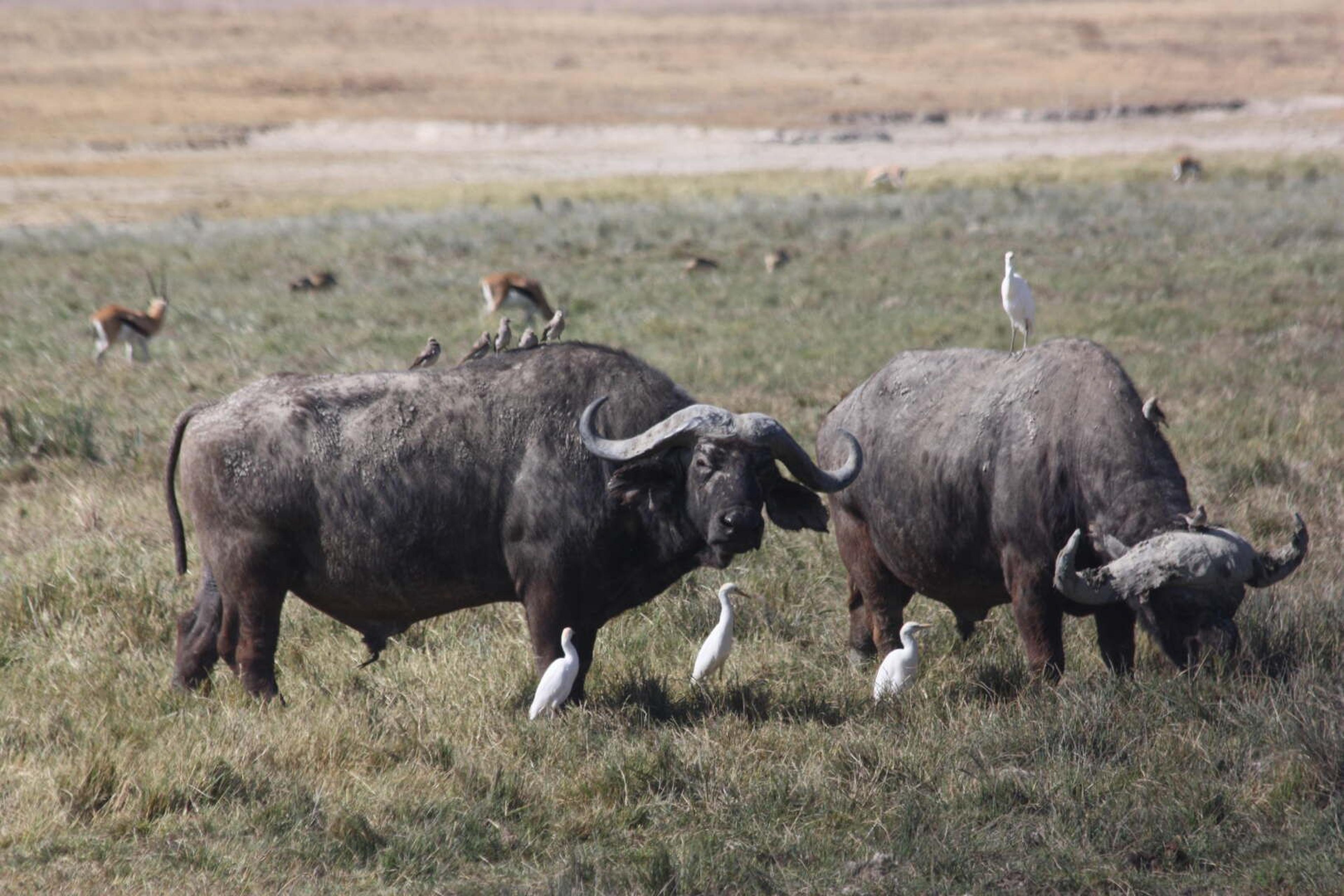 Ngorongoro bufalo