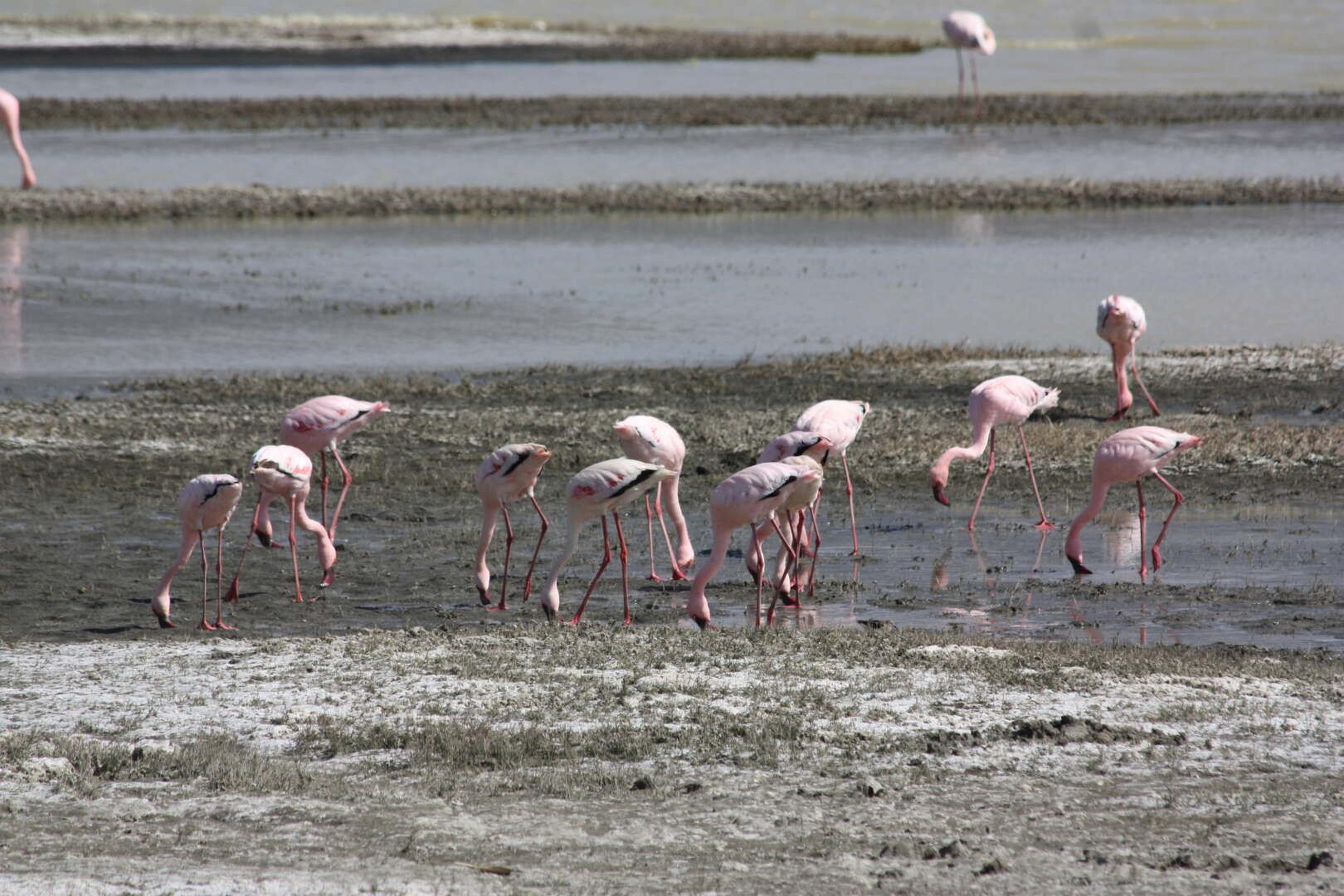 Ngorongoro fenicotteri