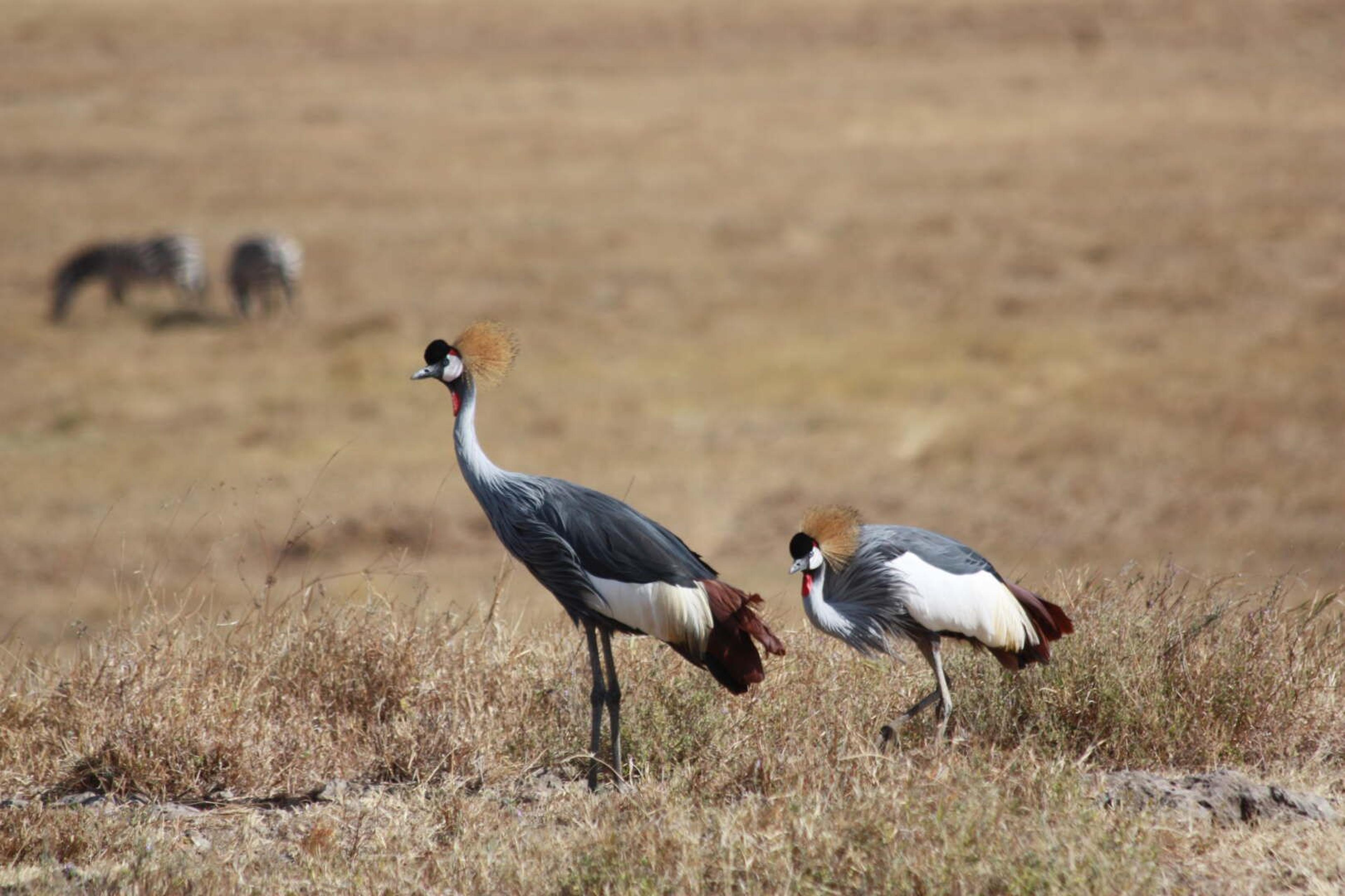 Ngorongoro uccelli