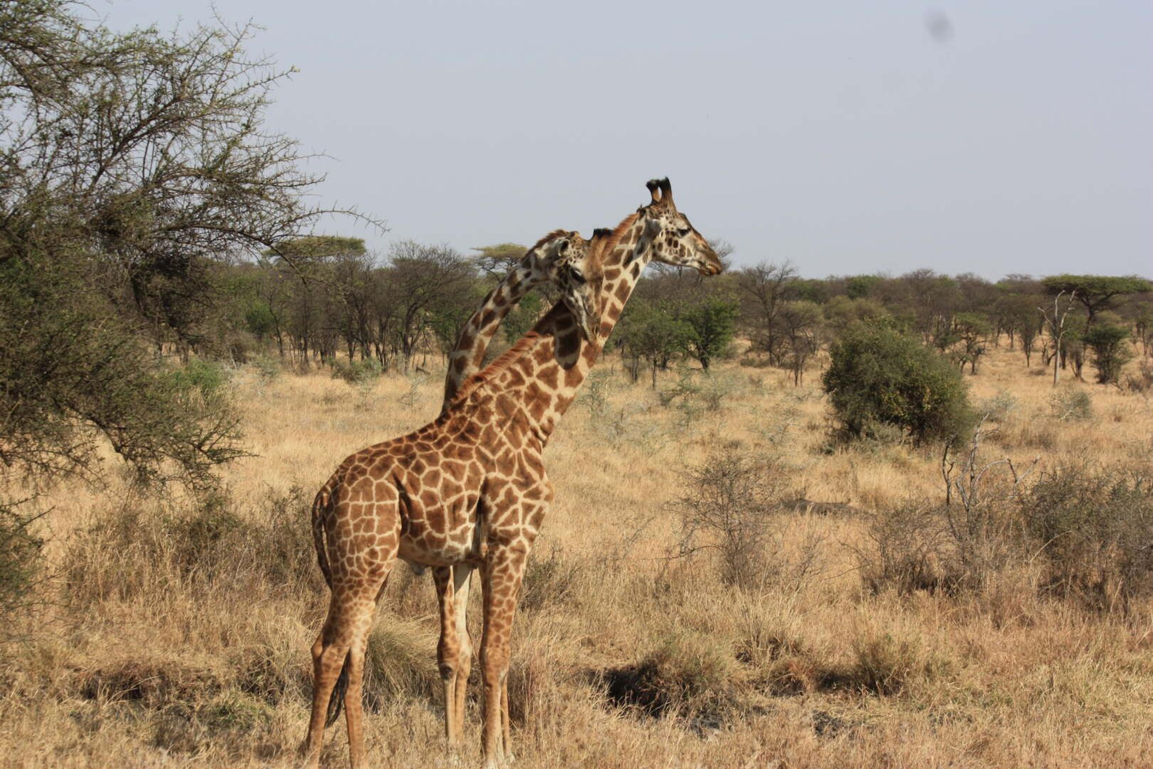 Serengeti giraffe