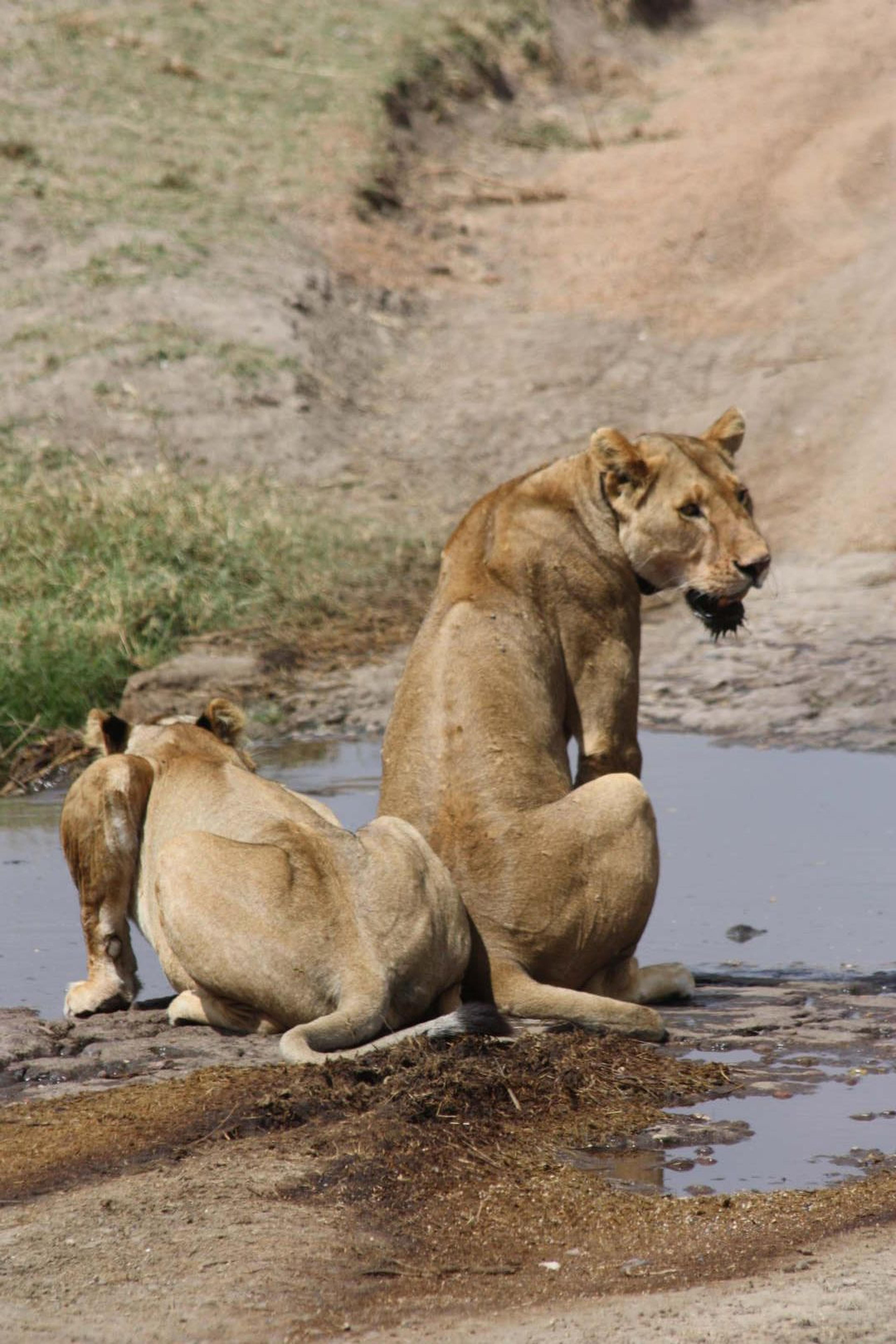 Serengeti leonesse