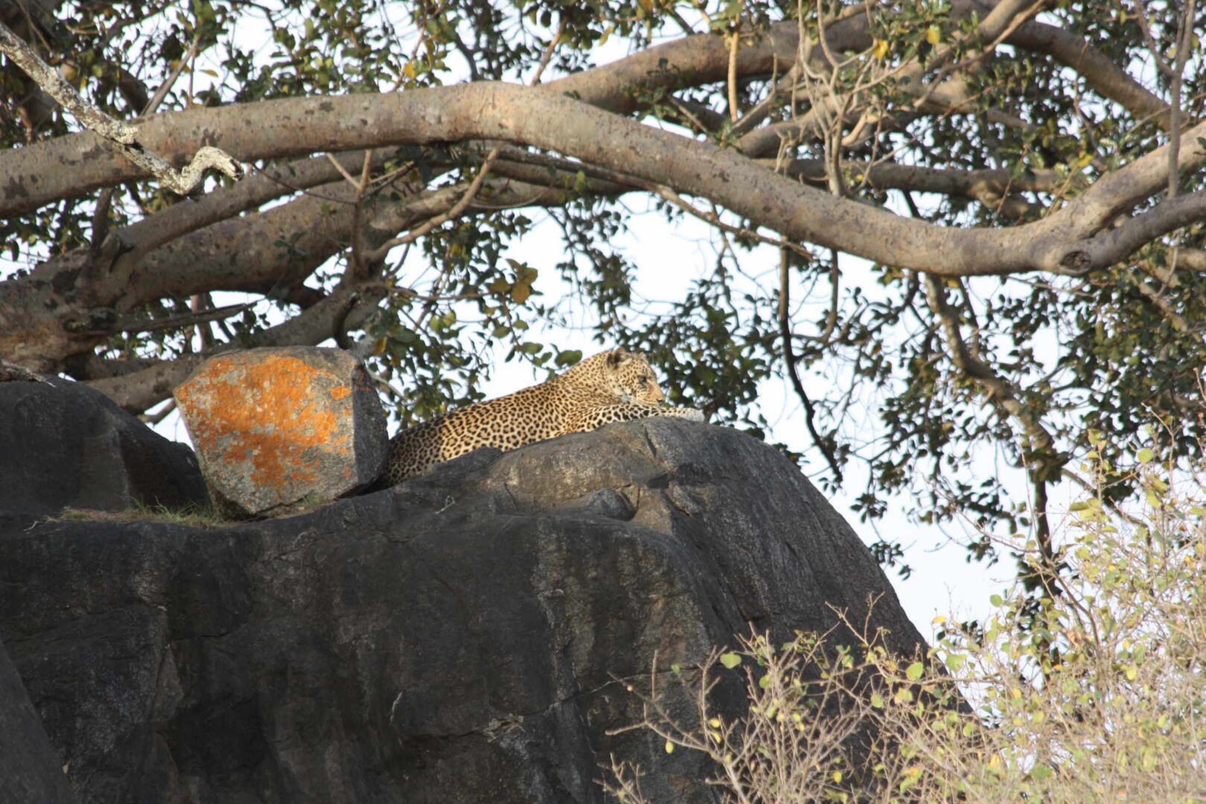 Serengeti leopardo corpo