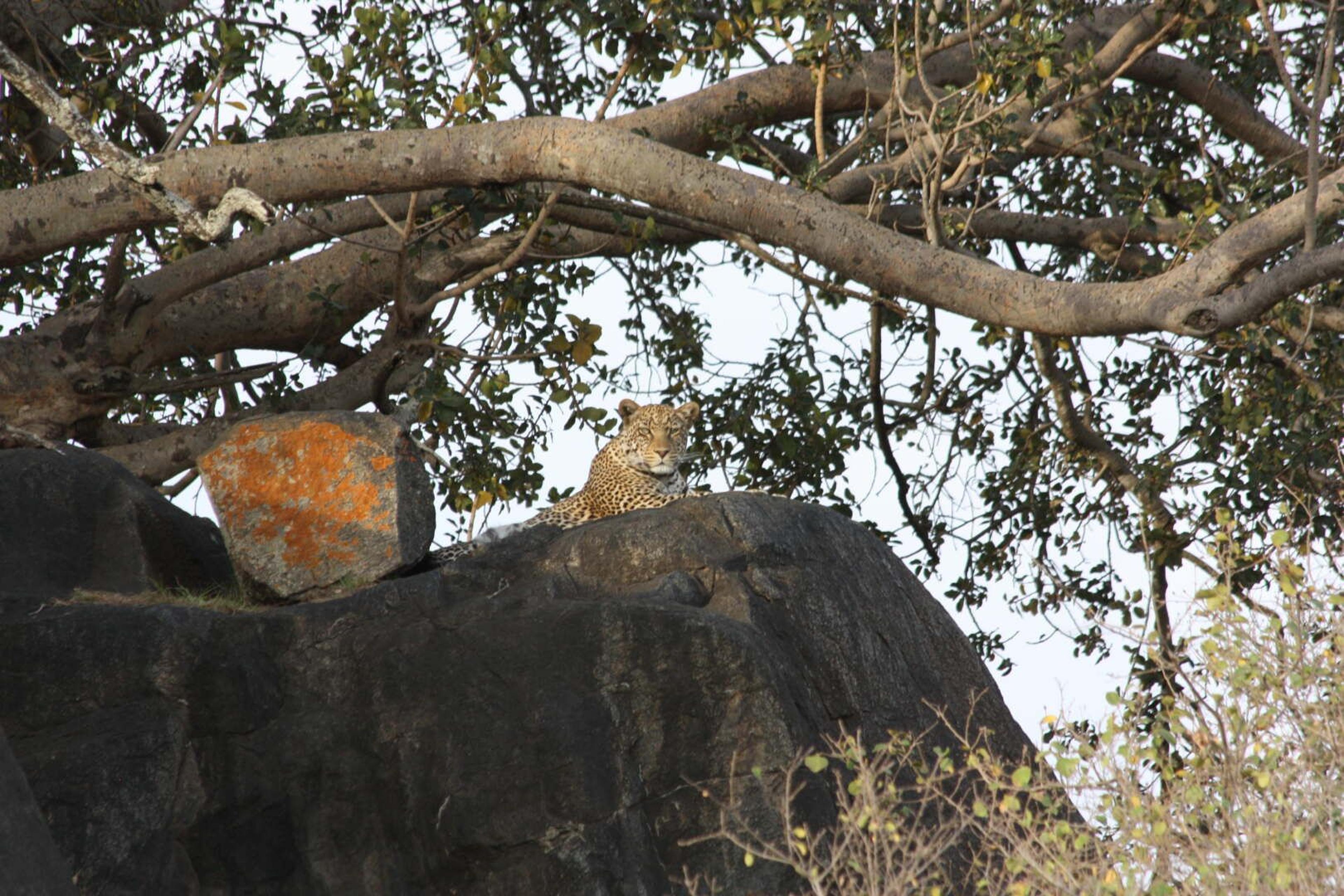 Serengeti leopardo occhi