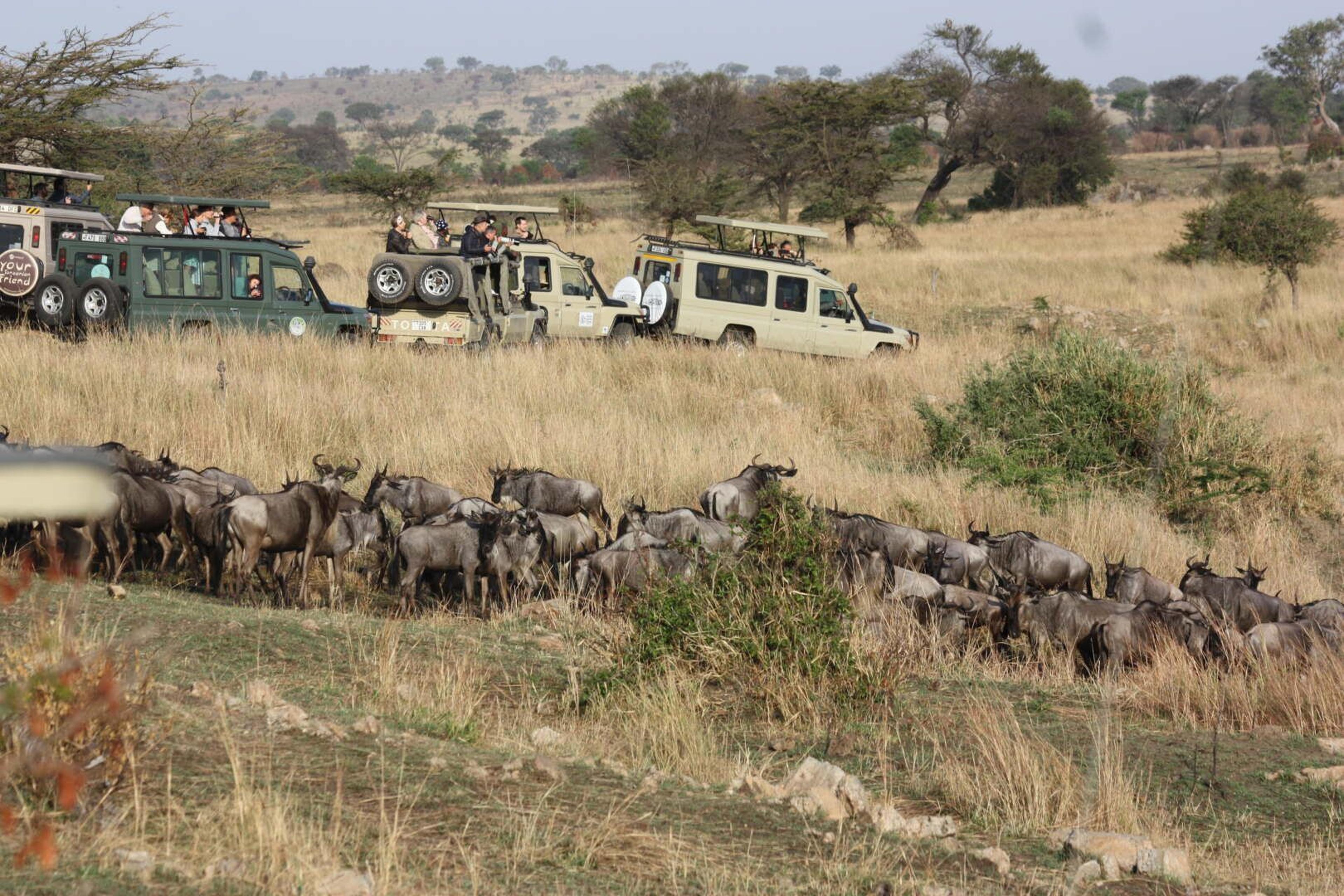 Serengeti migrazione attesa jeep