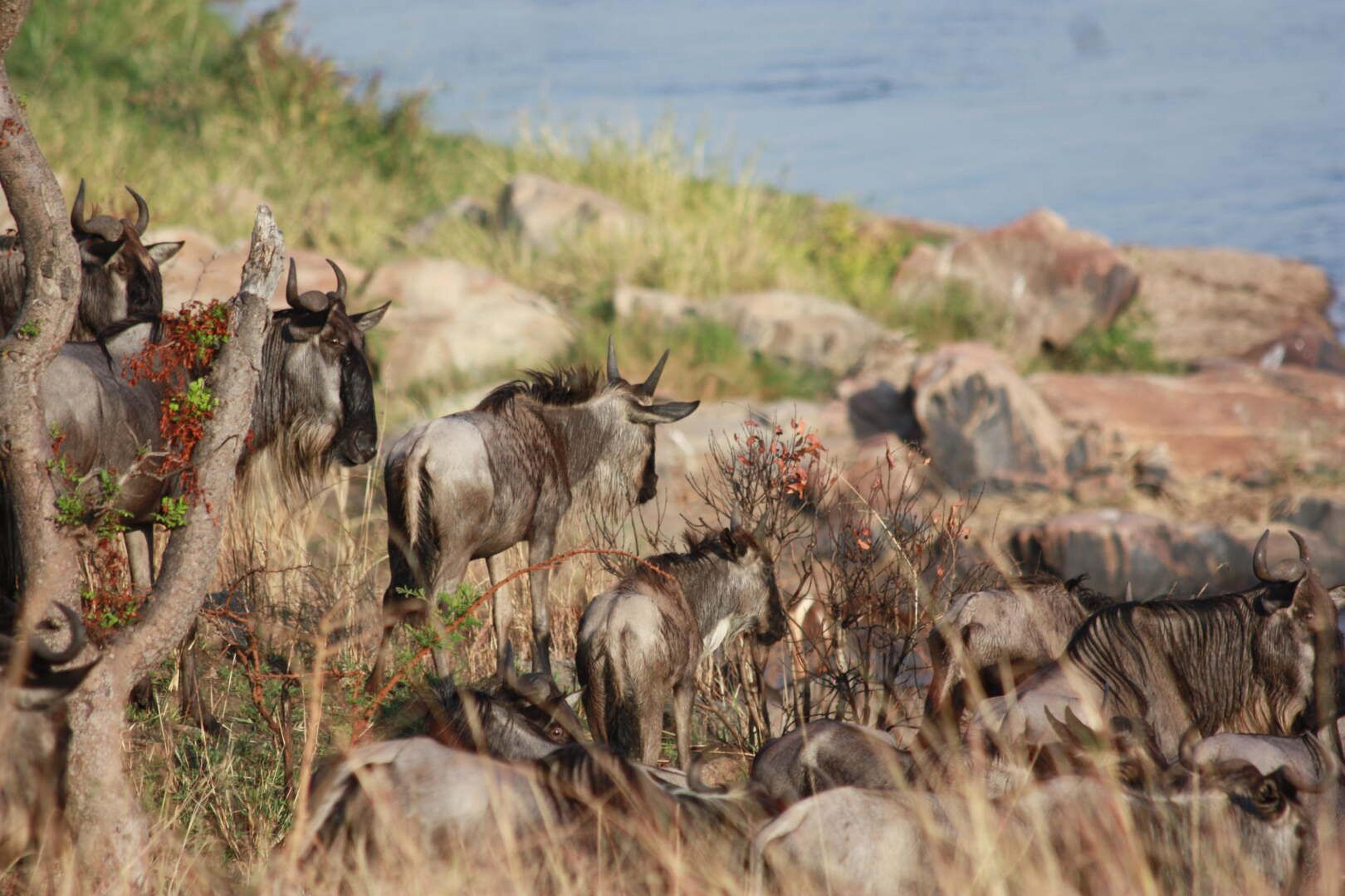 Serengeti migrazione attesa