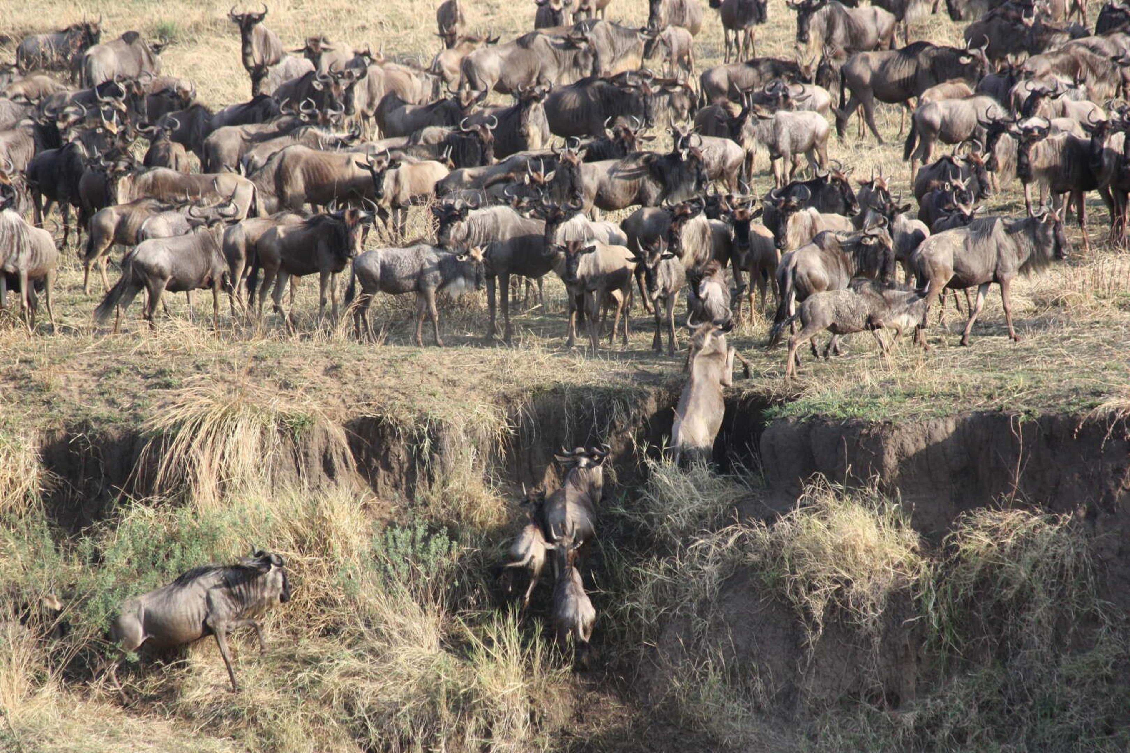 Serengeti migrazione branco