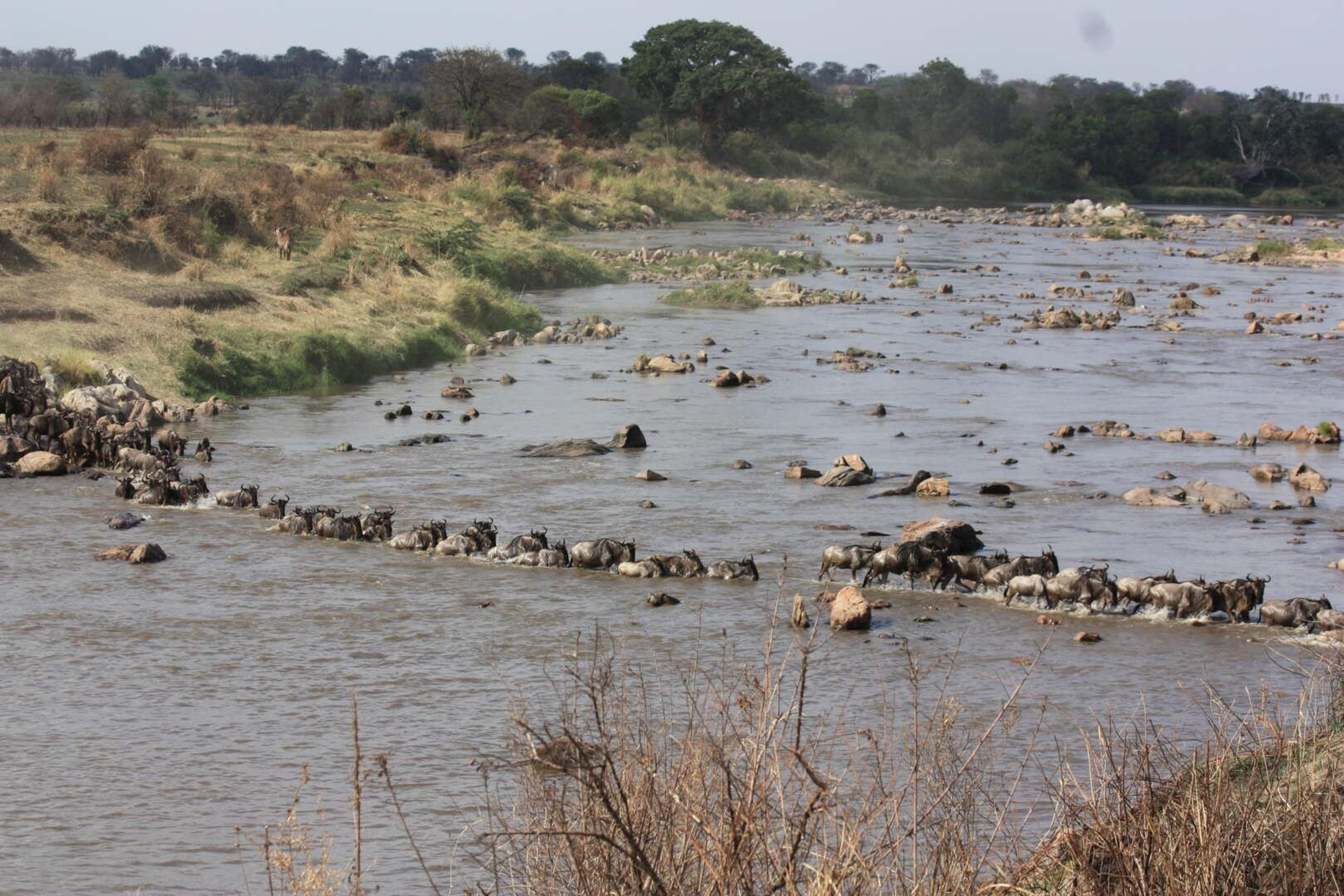 Serengeti migrazione