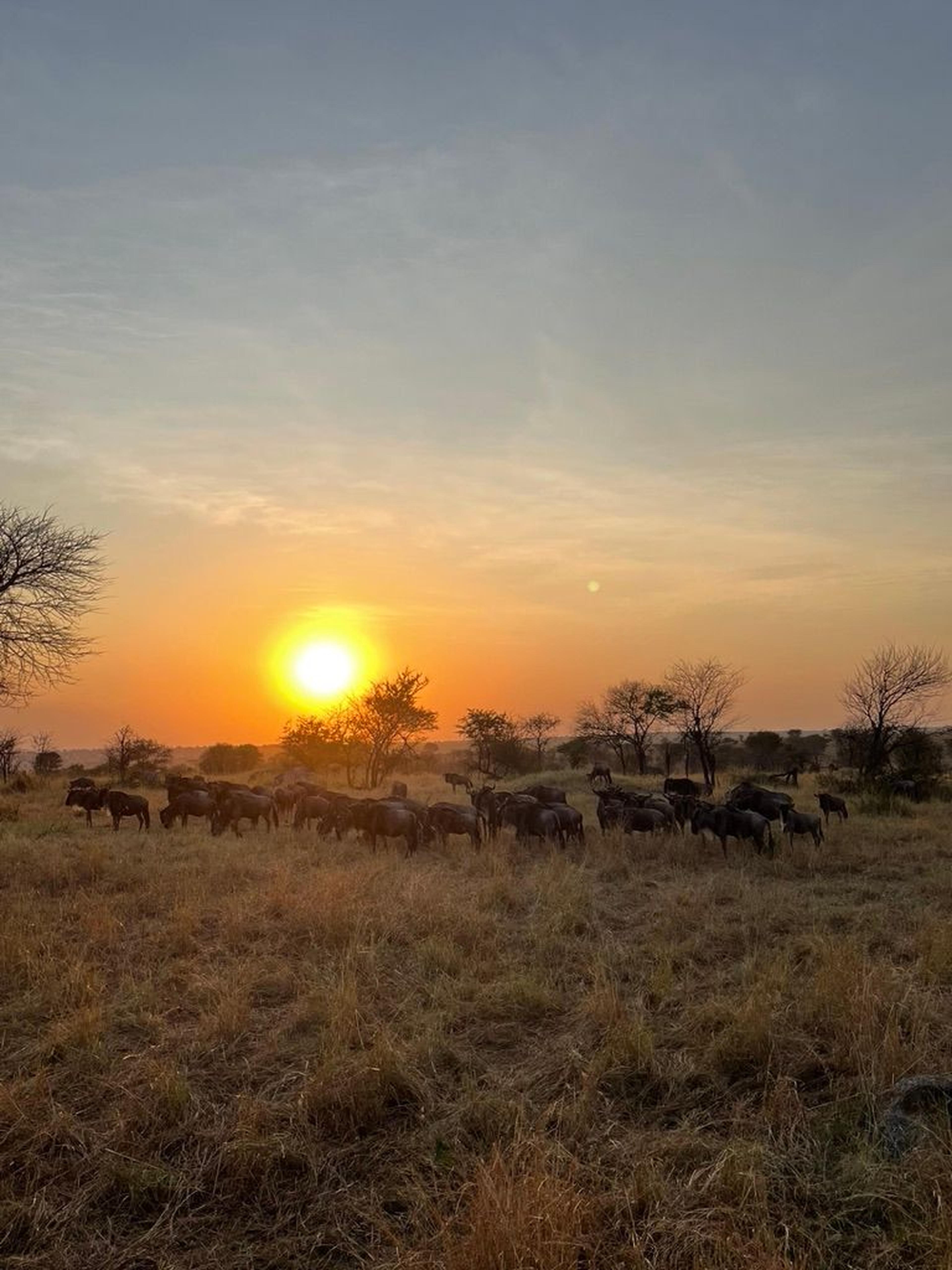 Serengeti tramonto