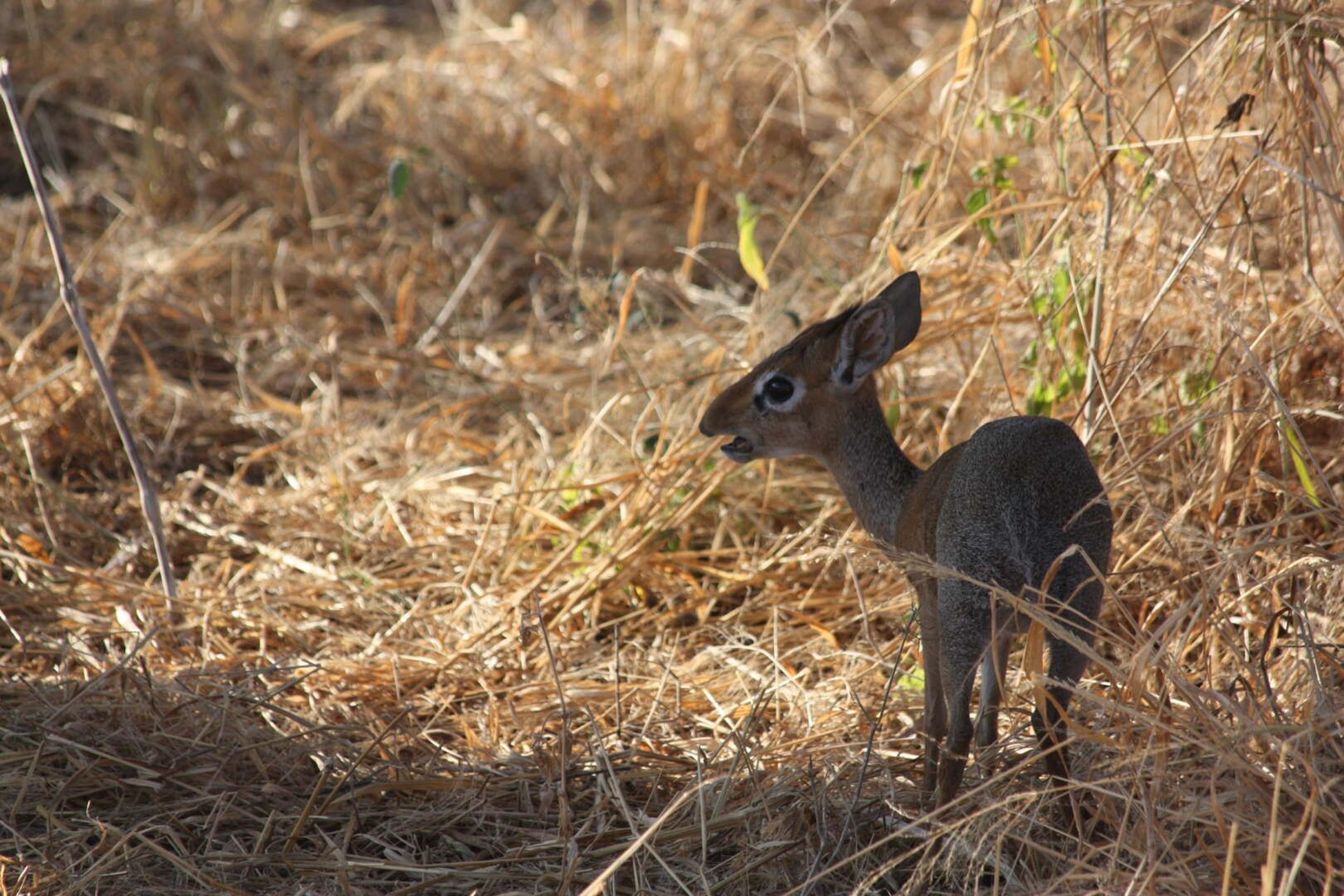 Tarangire dik dik