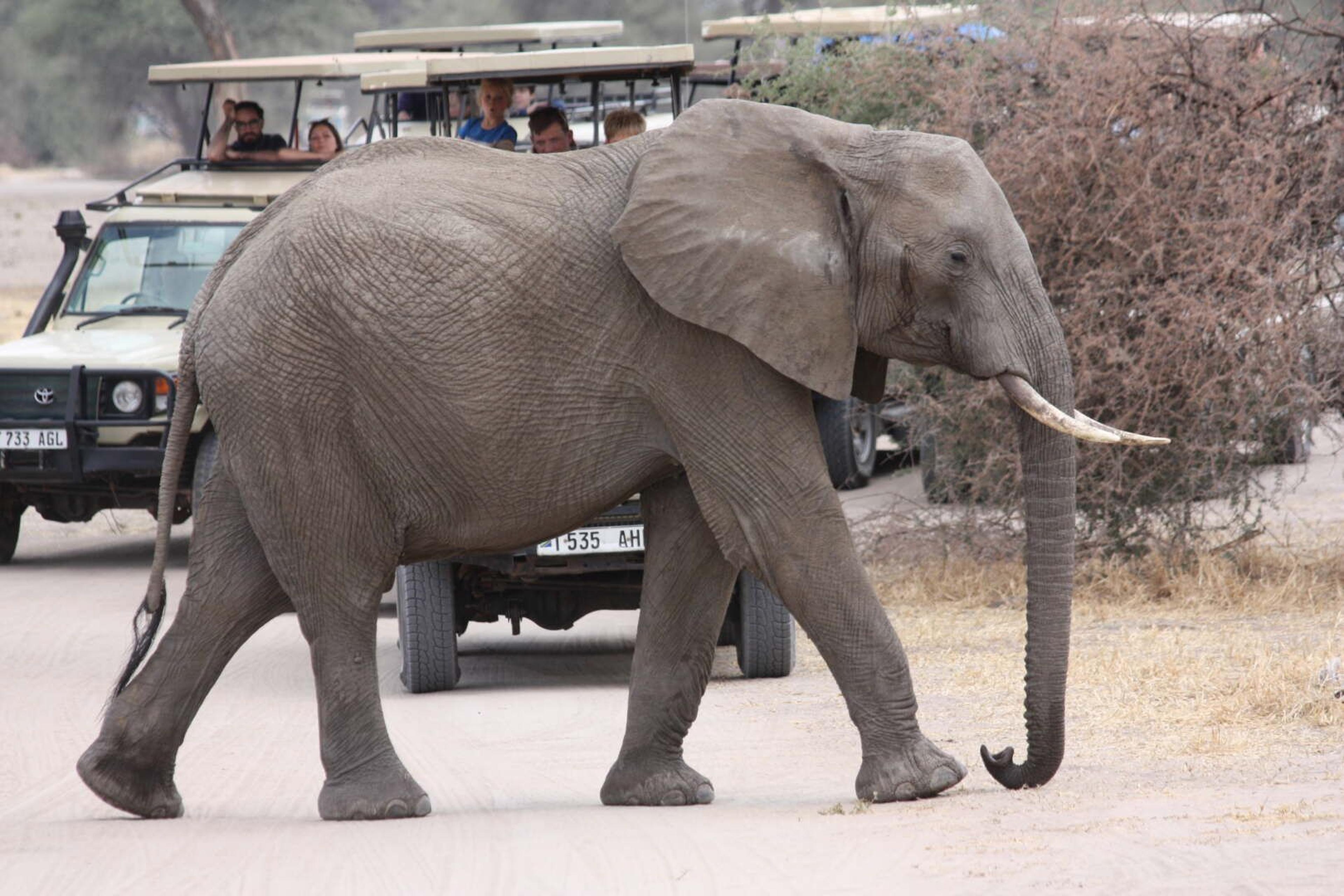 Tarangire elefante jeep