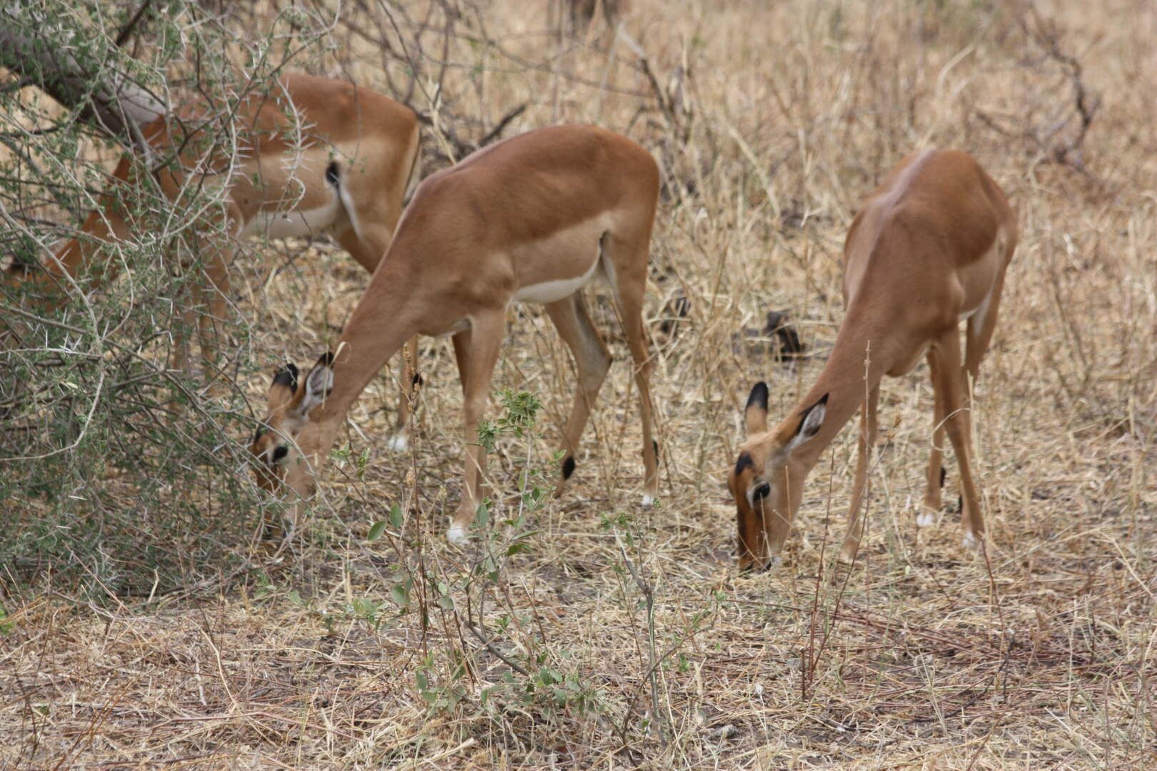 Tarangire impala