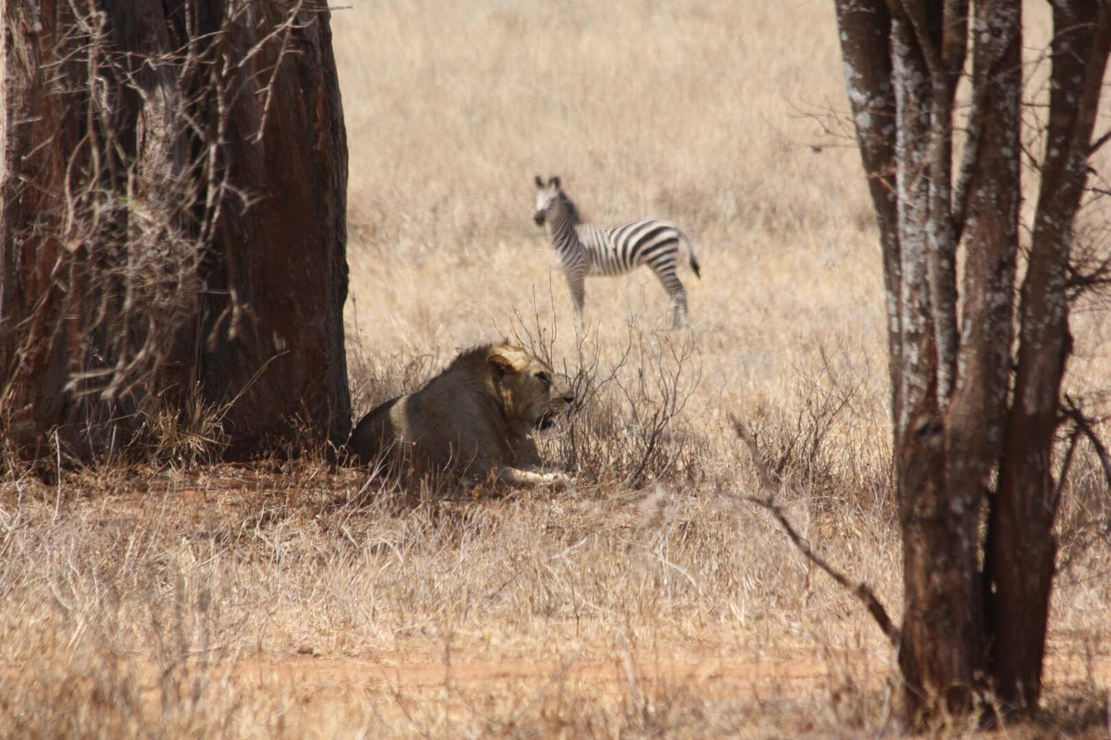 Tarangire leone zebra