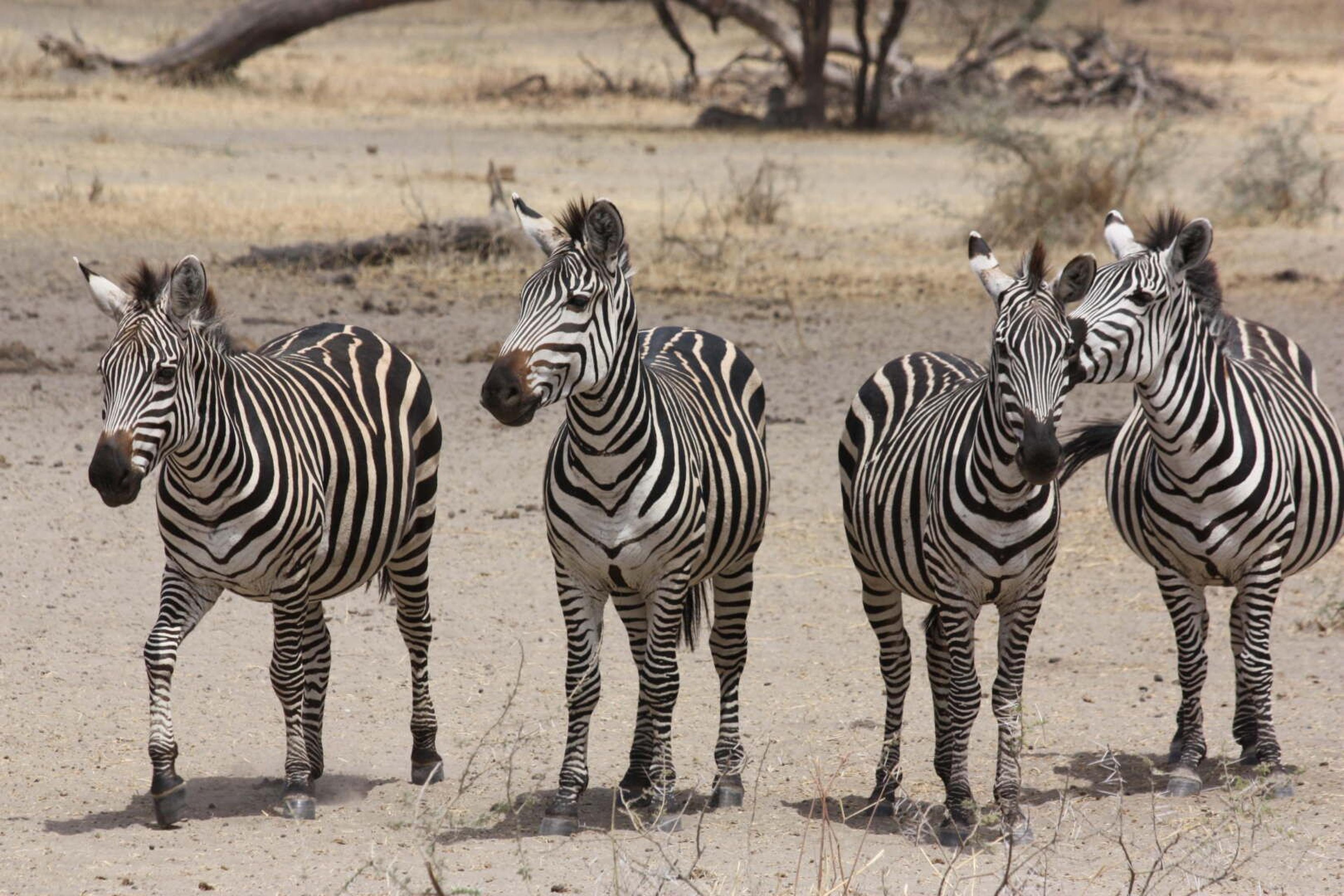 Tarangire zebre