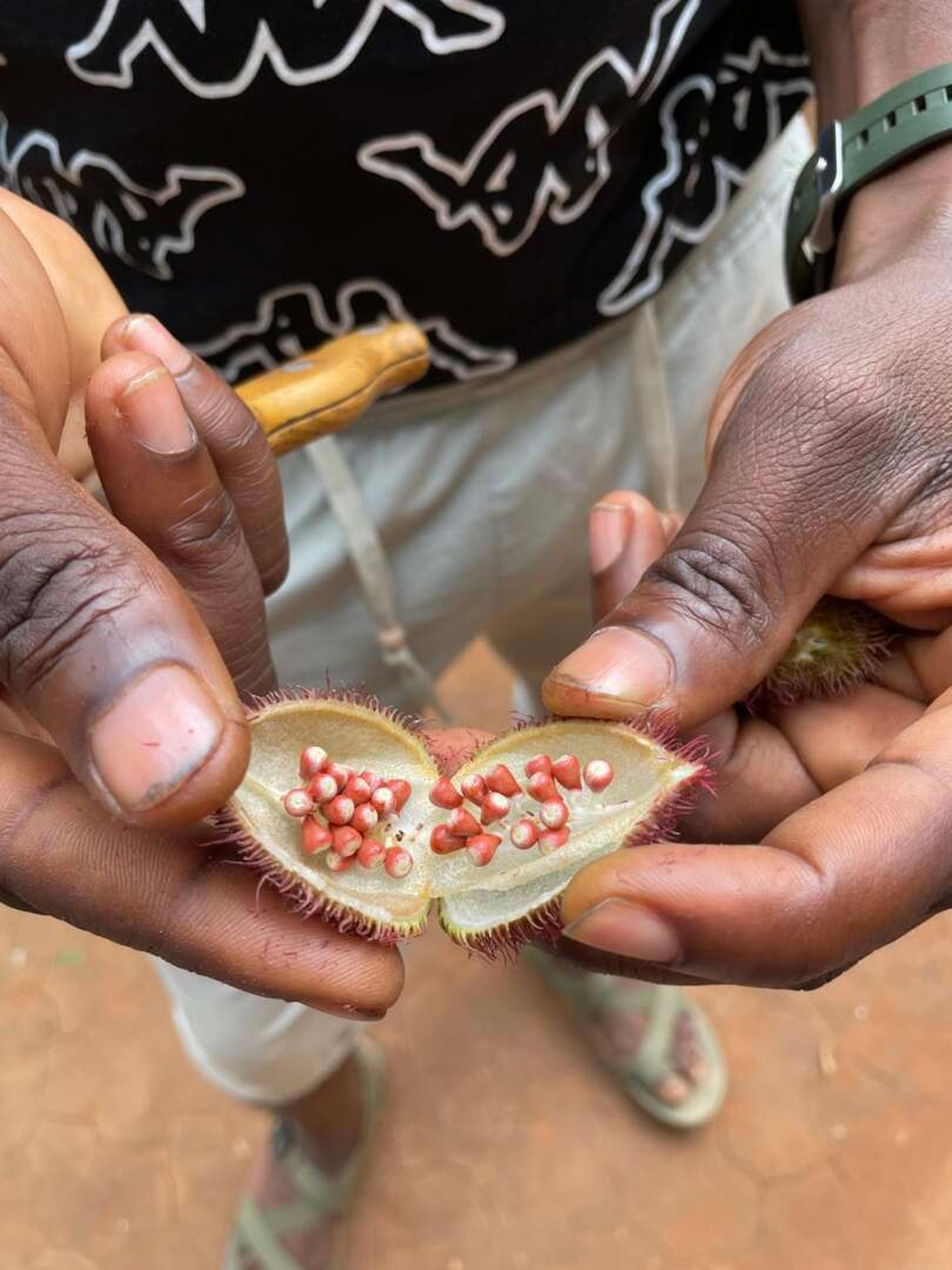 Zanzibar farm spezie