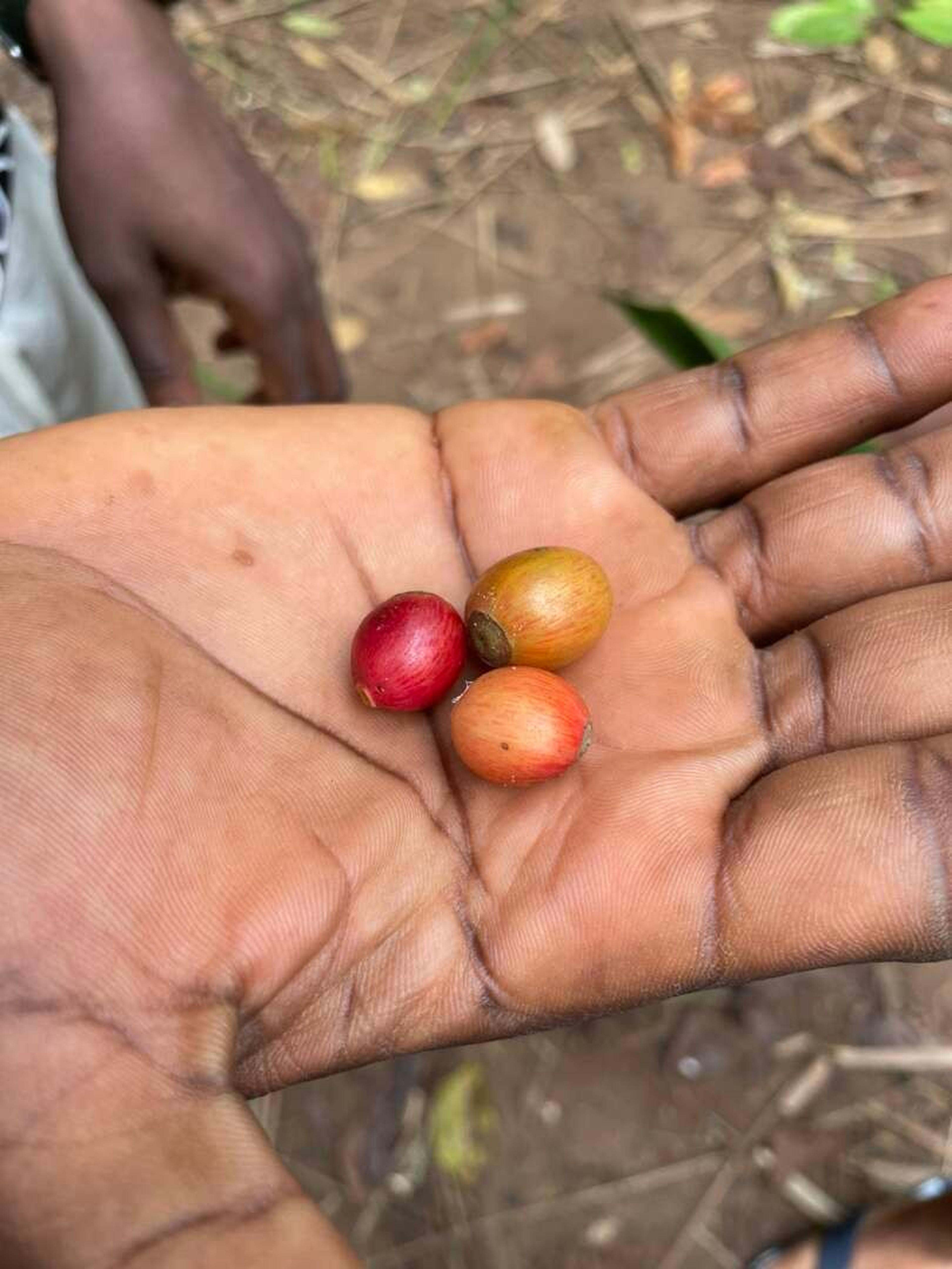 Zanzibar caffè