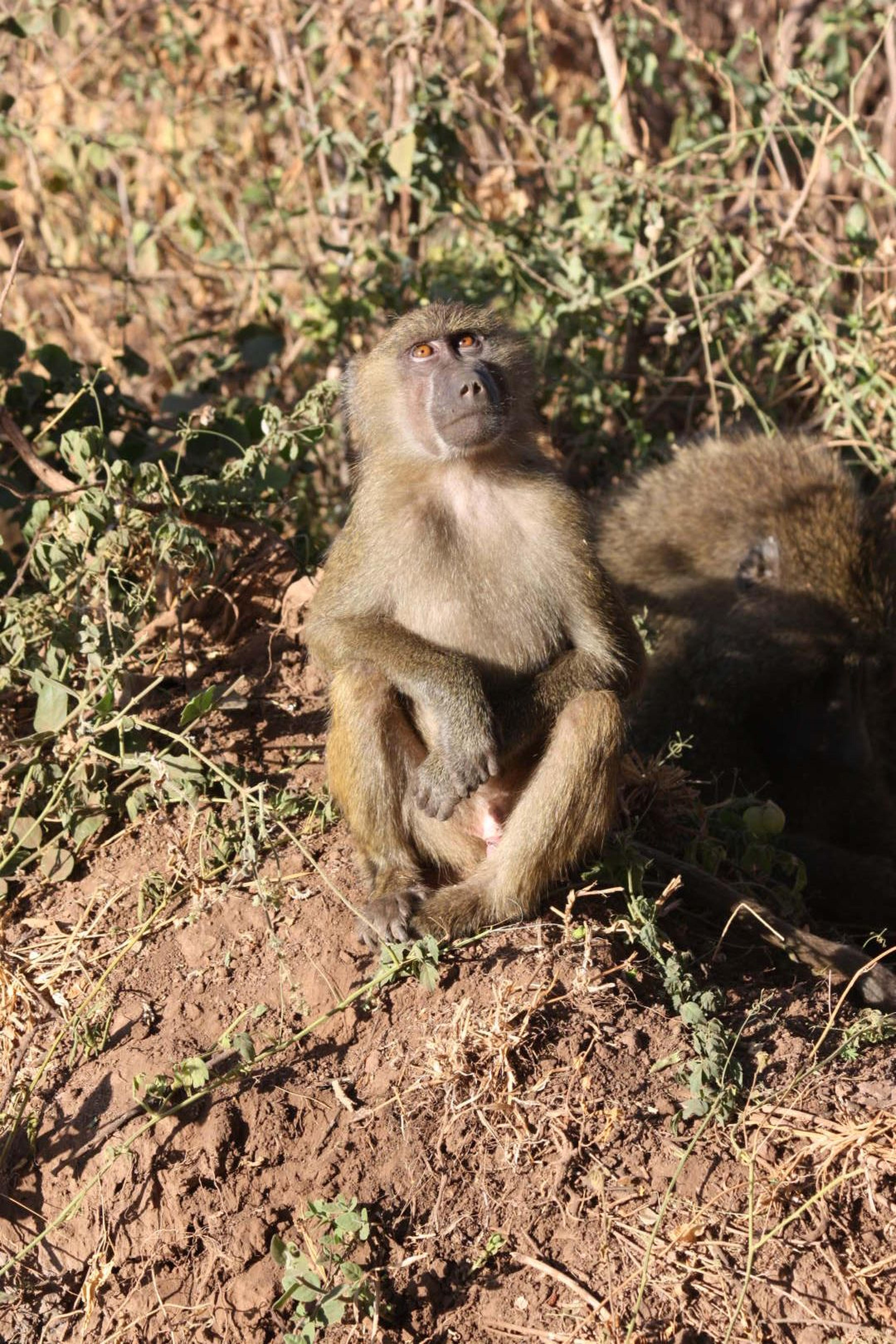 Lago Manyara scimmia