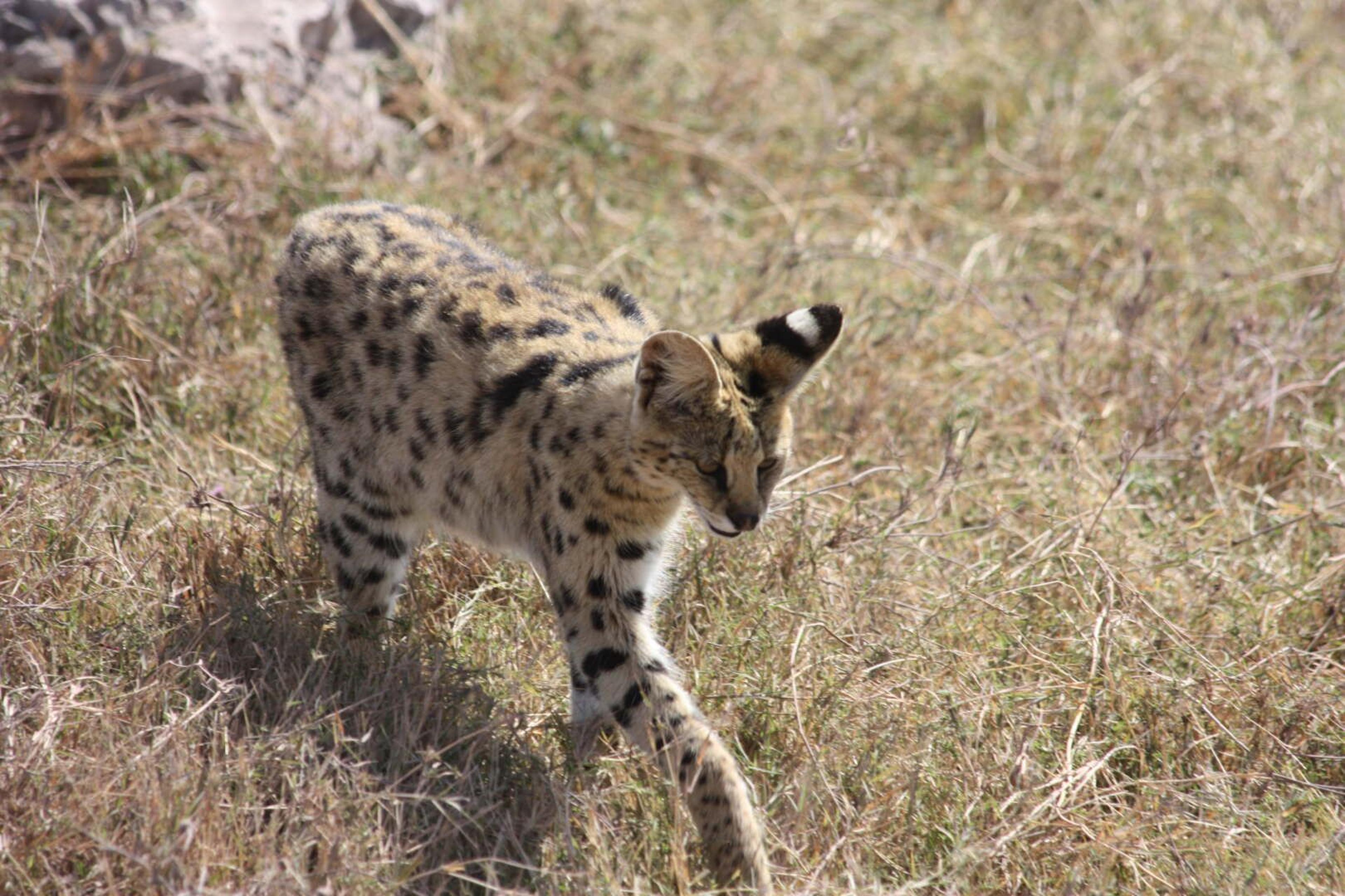 Ngorongoro serval