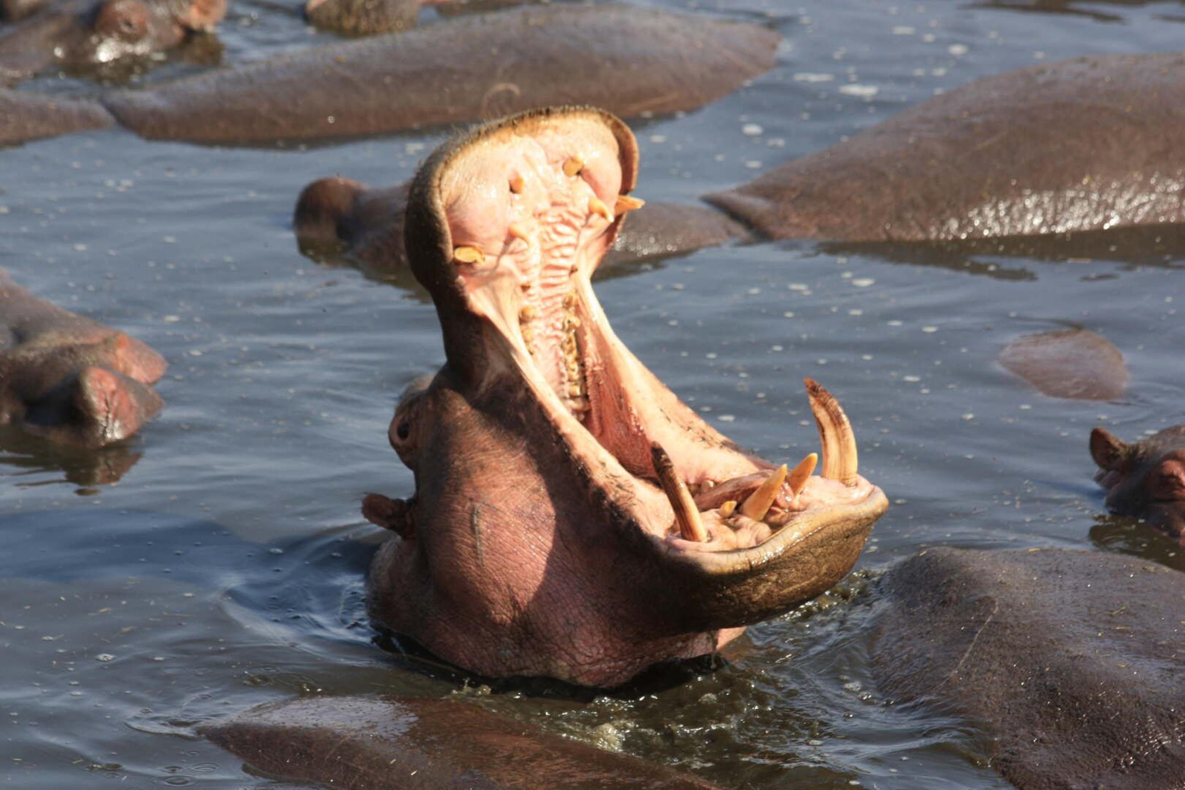 Serengeti ippopotamo fauci