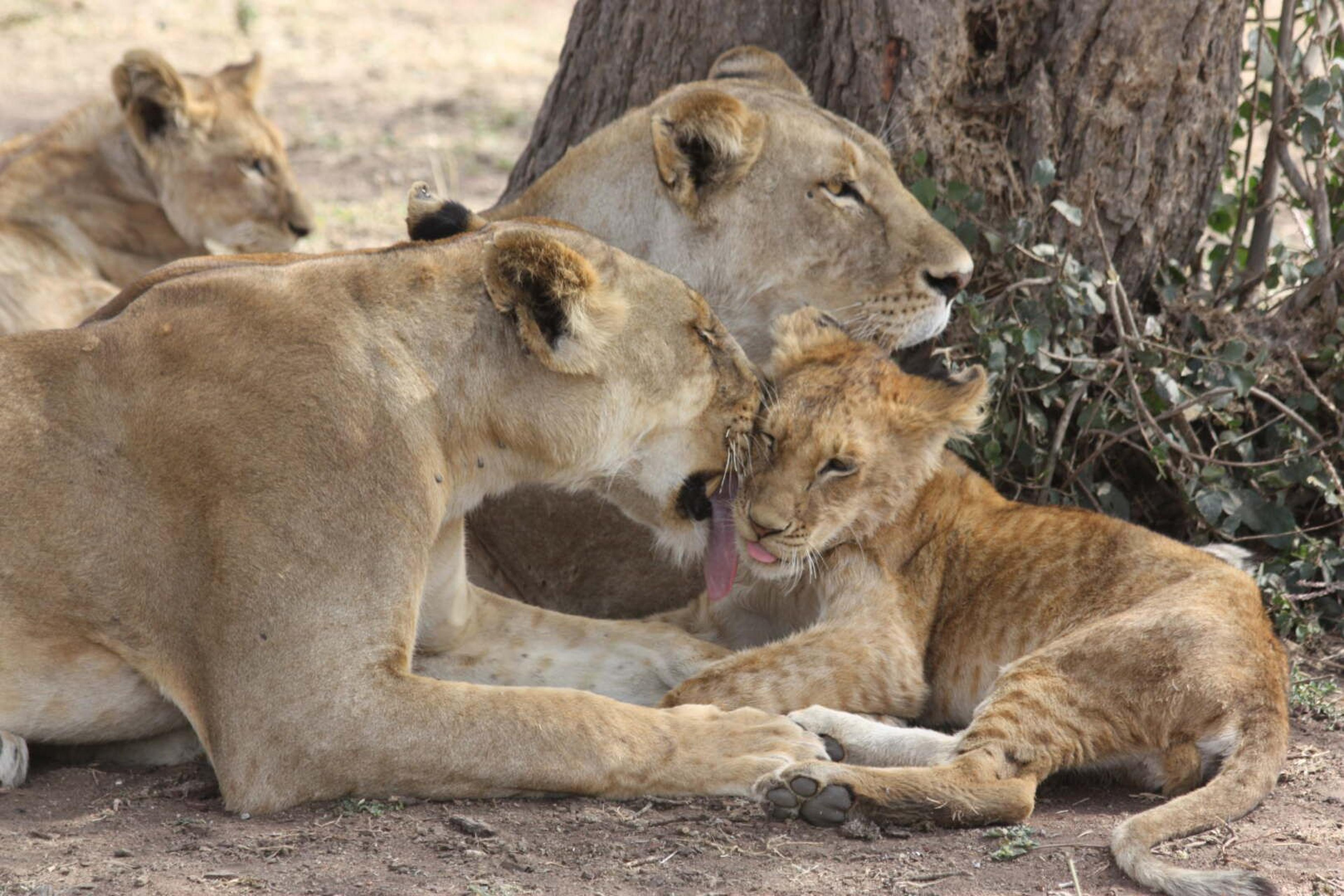 Serengeti leonesse cuccioli