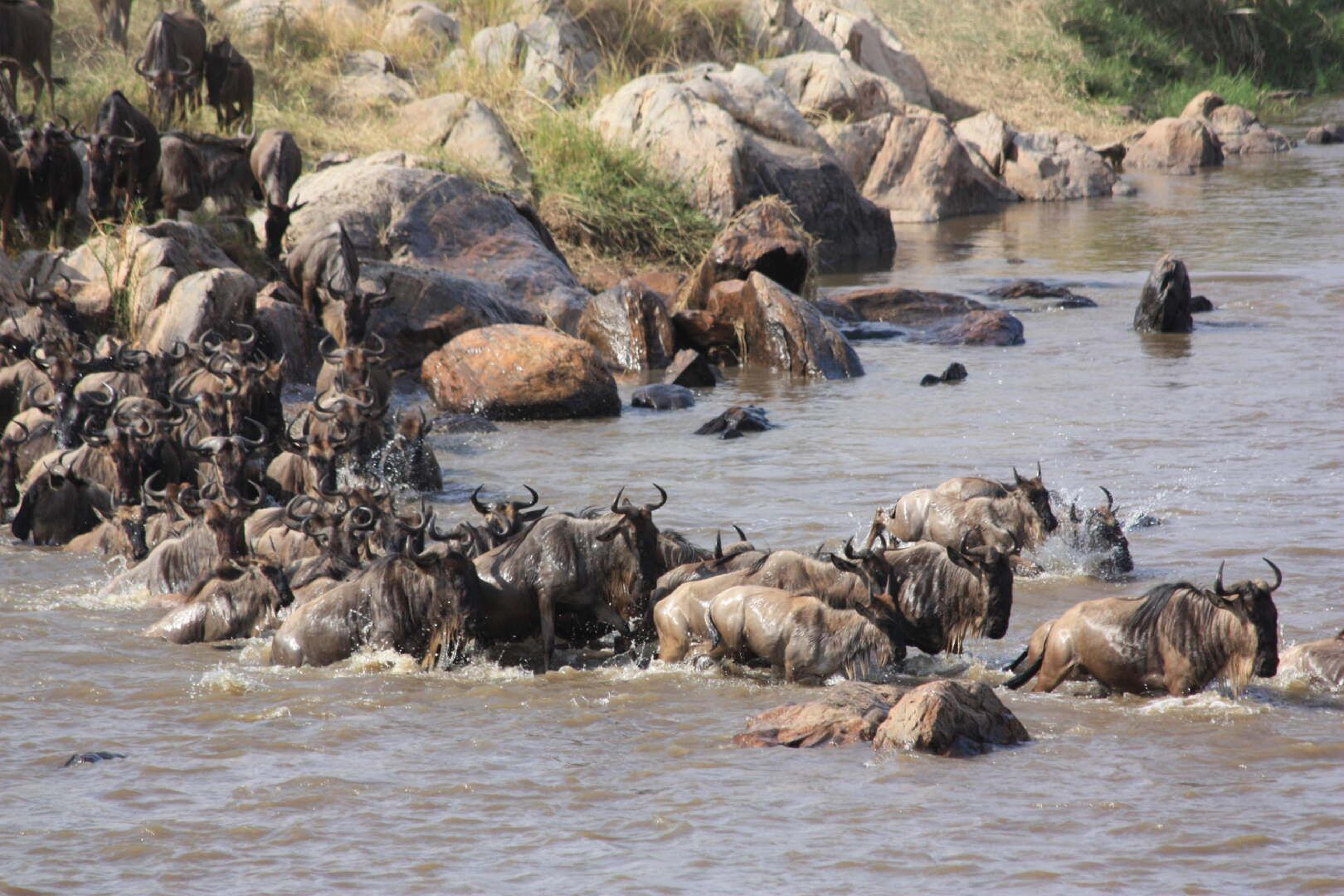 Serengeti migrazione gnu