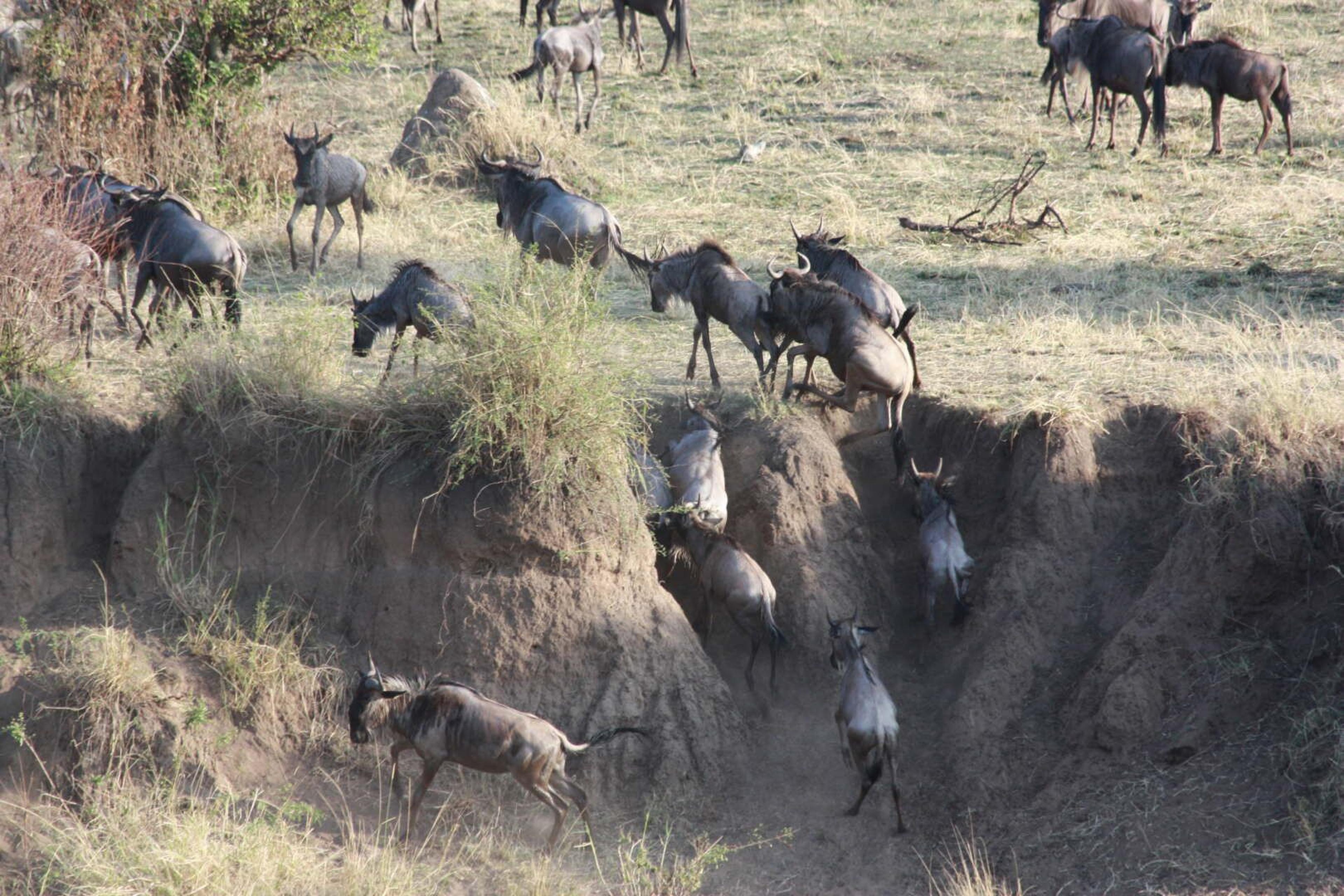 Serengeti migrazione salita