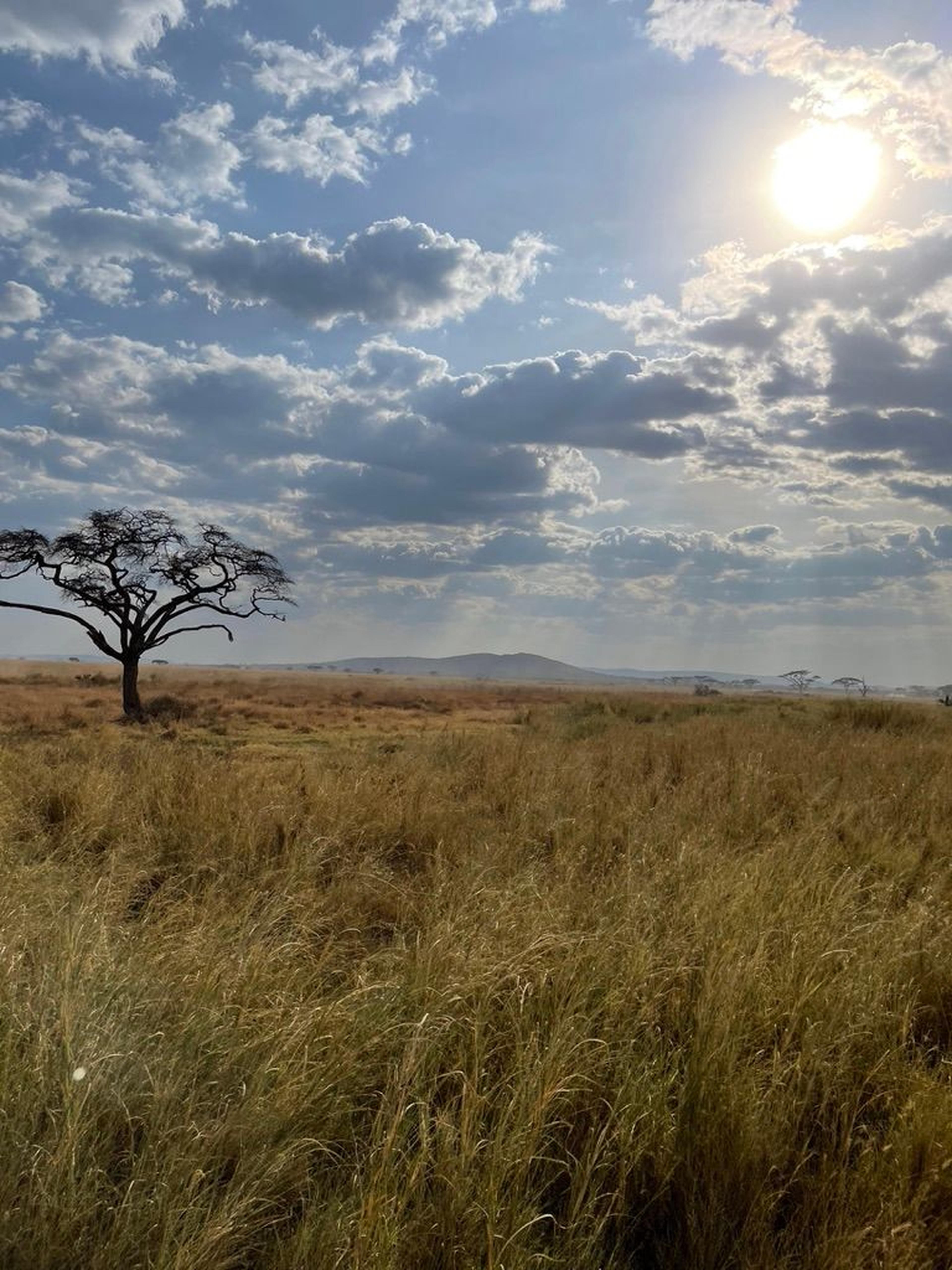 Serengeti paesaggio