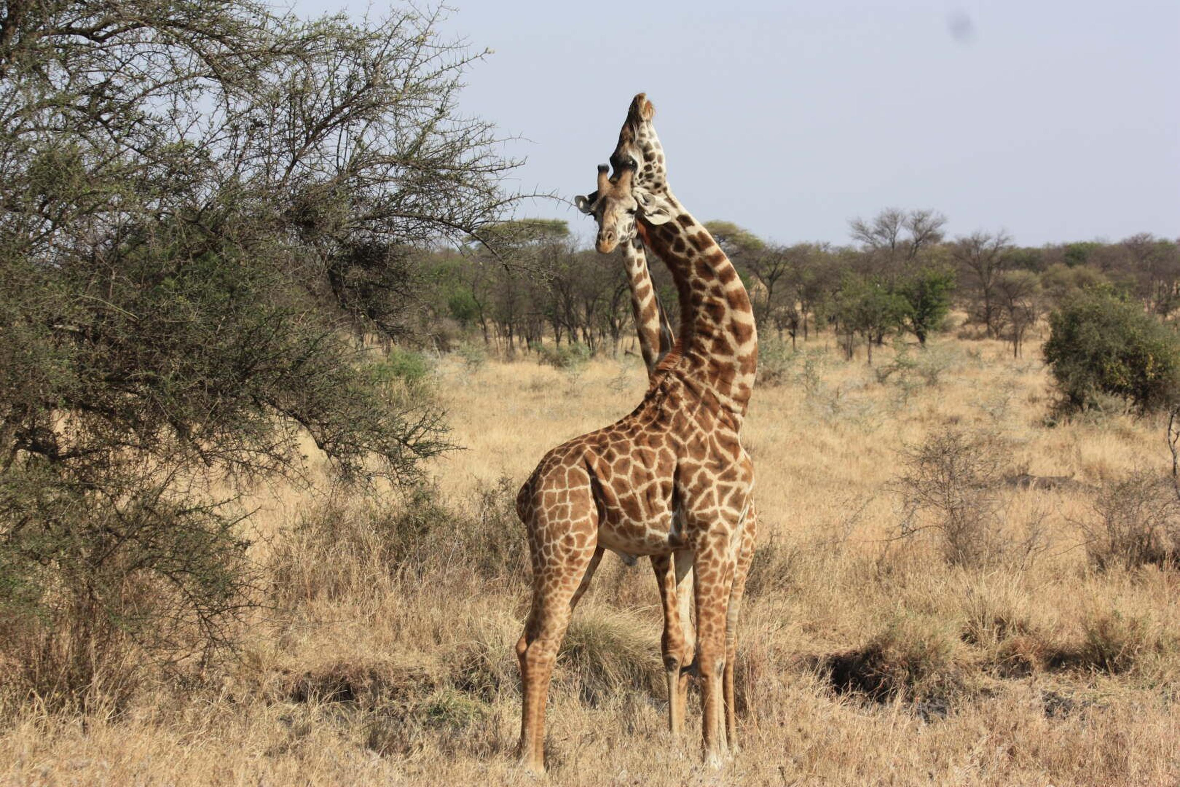 Tanzania giraffe